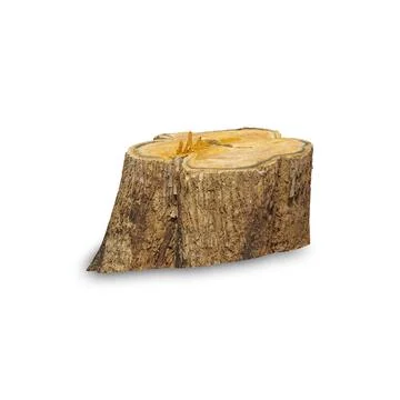 Teak stump isolated on white background. Stock Photos