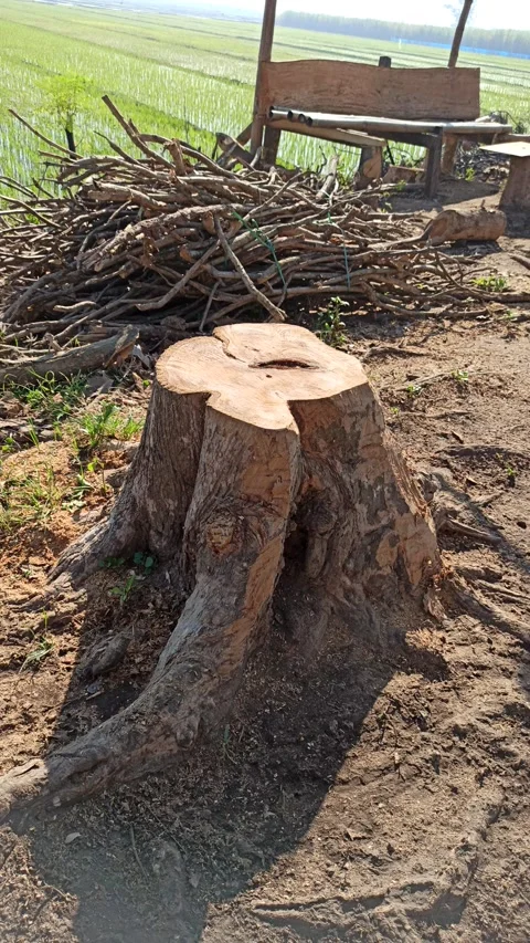 Teak Tree After Being Cut Down Beside the Road Stock Footage 338040536