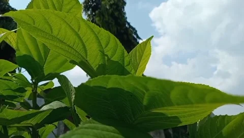 The teak tree appears to have broad. Stock Footage 332408873