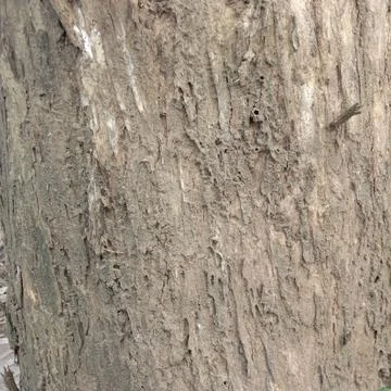 Teak tree bark texture with cracks and grooves Фото
