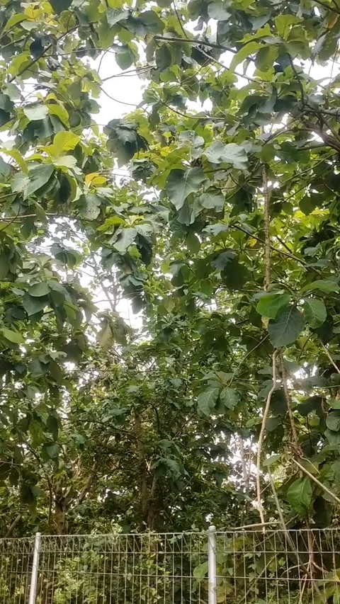 Teak tree base Stock Footage 325570738