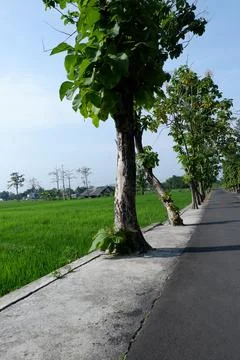 Teak tree between the rice fields and the road in the village Stock Photos
