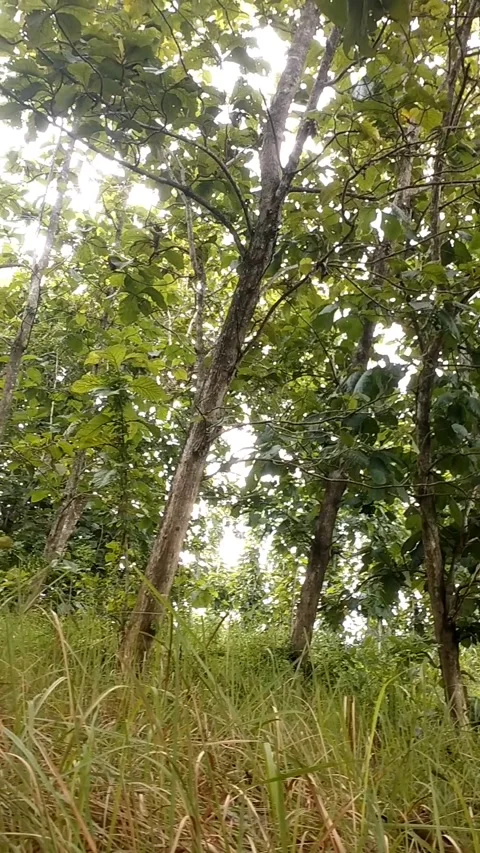 Teak tree Big Leaf Keruing Tree Stock Footage 327340277