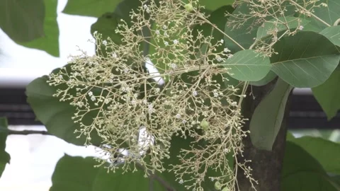 Teak tree blossom Video stock 290475326