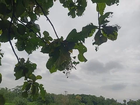 Teak tree branches and dark clouds Stock Photos