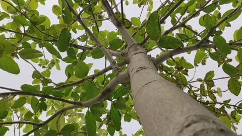 Teak tree branches, low angle view Stock Footage 308582553