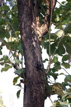Teak tree, expensive and solid forest wood plantation Stock Photos