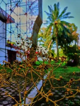 Teak tree flower Stock Photos