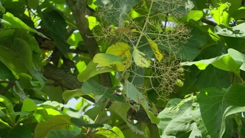 Teak tree flowers in summer10bit 4k 60fps Video stock 269701890