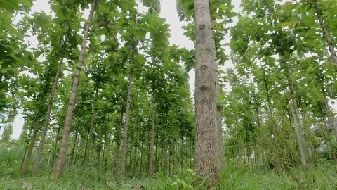 Teak Tree Stock Footage 100363597