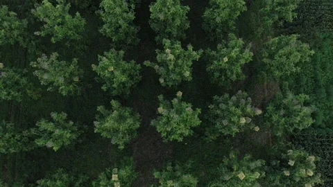 Teak tree 스톡 동영상 221807138