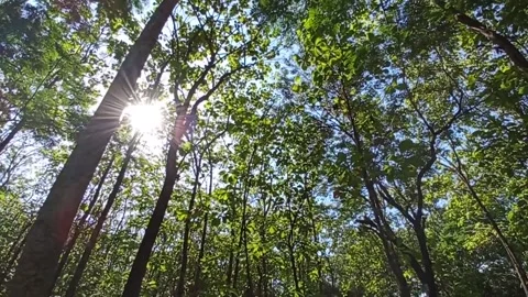 Teak tree forest atmosphere Stock Footage 159290513