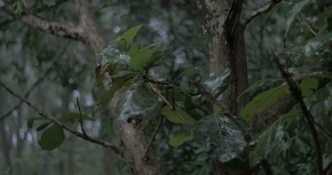 Teak tree leaves soak up the rainy weather Video stock 119942009