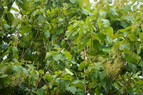 Teak tree leaves in tropical forest natural green foliage Foto stock