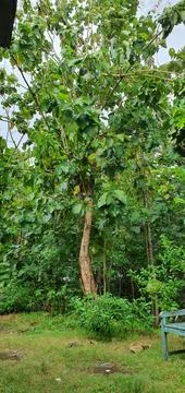 Teak tree Stock Photos