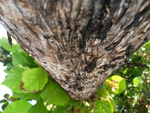 Teak tree Stock Photos