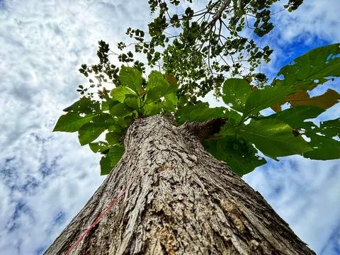 Teak tree Stock Photos