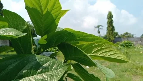 Teak tree plants have broad leaves with clear veins. Stock-Footage 332408895