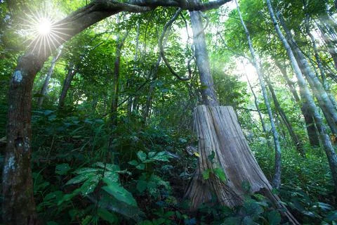 Teak tree stump in a teak forest. Stock Photos