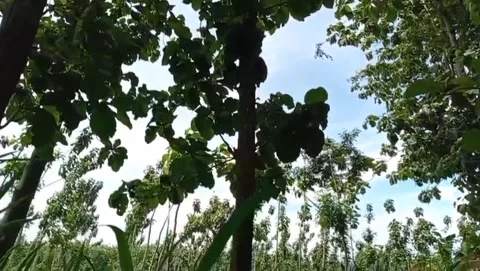 The teak tree is a tall, broad-leaved plant. Stock Footage 324948033
