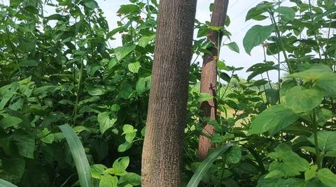 Teak Tree Trunk and Green Foliage in Forest Photos