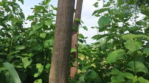 Teak Tree Trunk and Green Foliage in Forest 스톡 사진