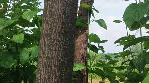Teak Tree Trunk and Green Foliage in Forest 写真素材