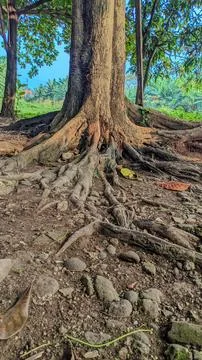 Teak tree trunk with roots that have emerged from the ground Stock Photos