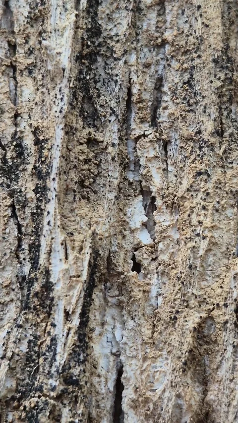 Teak tree trunk texture Stock Footage 319380693