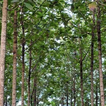 Teak tree whose wood can be used for furniture Stock Photos