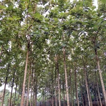 Teak tree whose wood can be used for furniture Stock Photos