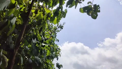 Teak trees in the forest Stock Footage 229245730