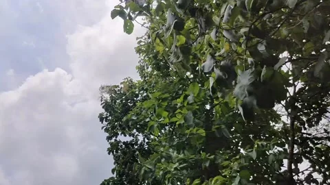 Teak trees in the forest Stock Footage 229246326