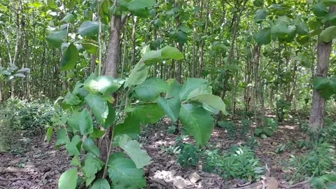 Teak trees in the forest Stock Footage 229247241