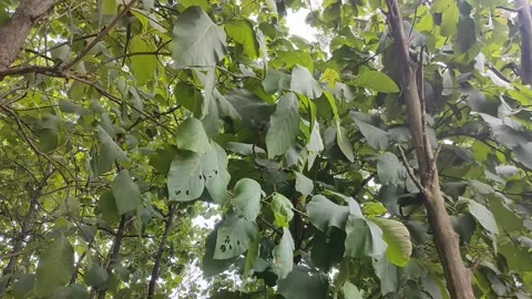 Teak trees in the forest Stock Footage 229294997
