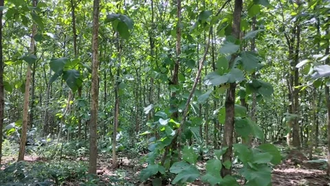 Teak trees in the forest Stock Footage 229295467