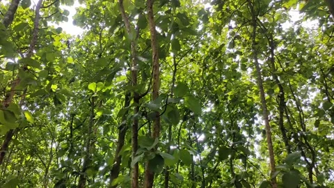 Teak trees in the forest Stock Footage 229295897
