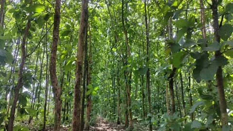 Teak trees in the forest Stock Footage 229295985