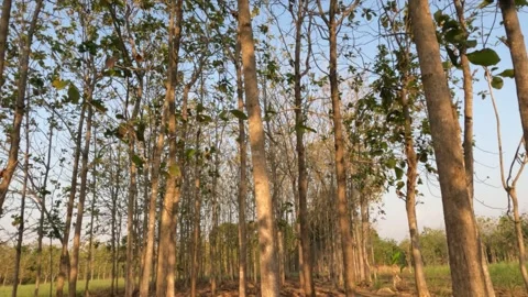 Teak Trees In The Forest. Video stock 251802086