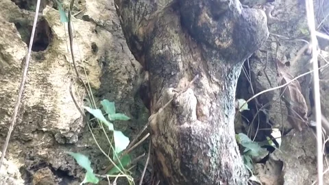 Teak trees grow between the cliff rocks Stock Footage 328847440