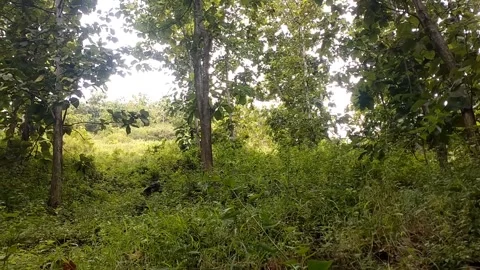 Teak trees grow on the hills 動画素材 328634265