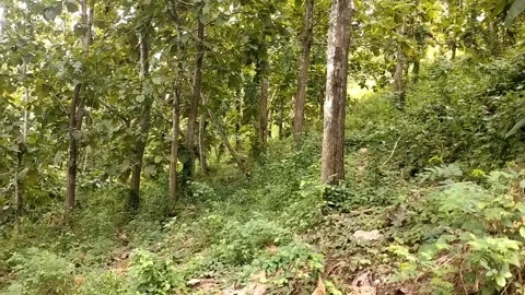 Teak trees on the mountain slopes Stock Footage 328651502