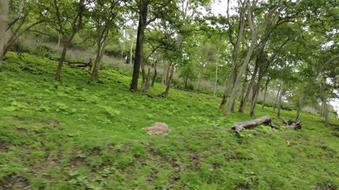 Teak trunks above a thick green understorey in a tropical reserve forest Stock Footage 346334937
