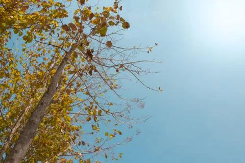 Teaks tree standing with clear sky Stock Photos