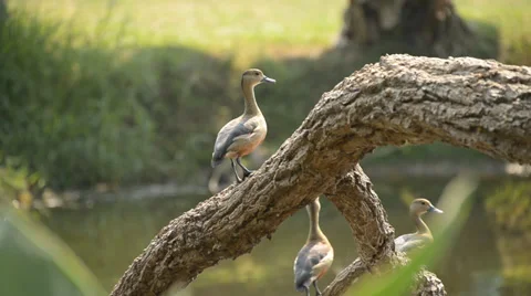 Teal alert. Stock Footage 32372648