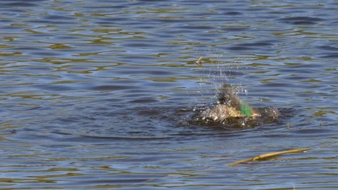 Teal Anas crecca duck bathing before swimming to land amongst emerging reeds Stock Footage 87048858