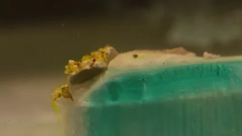 Teal and White Pill Dissolving Macro Video stock 74728354