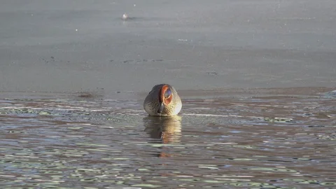 Teal cleans its feathers while standing on ice at the border of unfrozen water Stock Footage 123419457