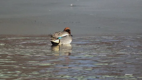 Teal cleans its feathers while standing on ice at the border of unfrozen water Stock Footage 123419530