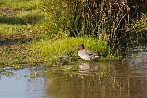 Teal Duck Stock Photos